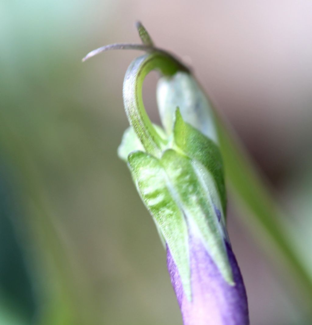 Viola riviniana